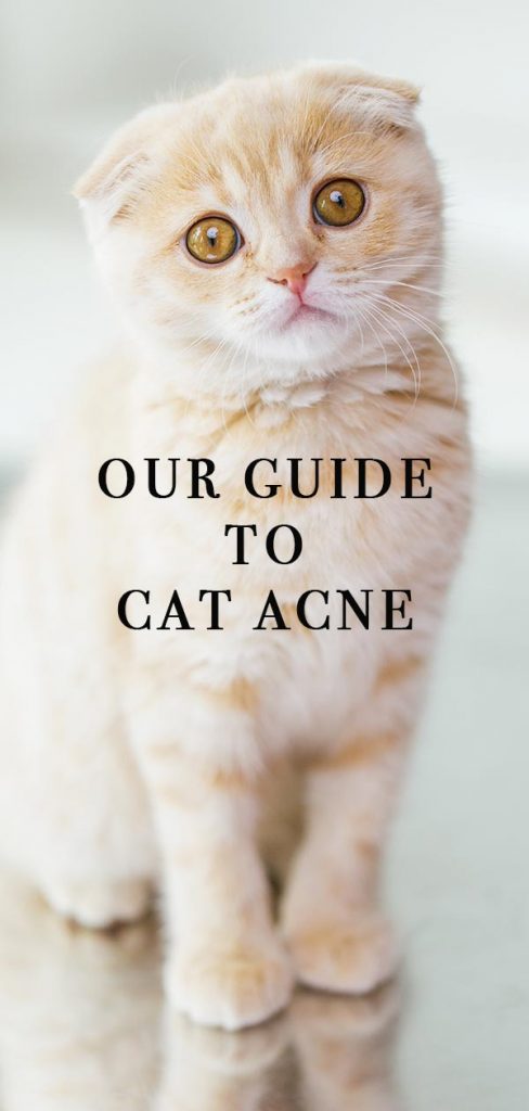 cat-acne-serious-chin-and-nose-spots-the-happy-cat-site