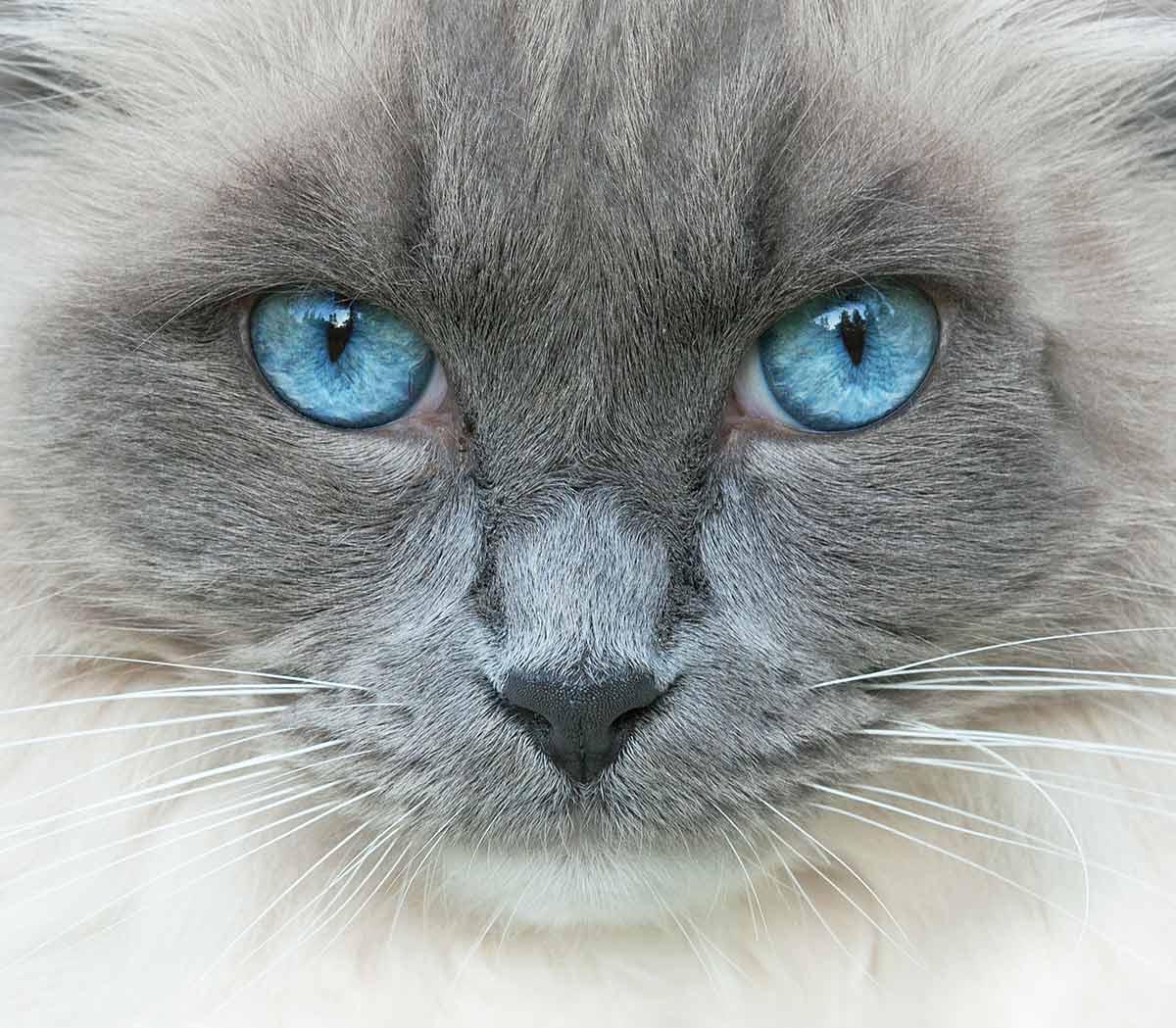 cats with bright blue eyes
