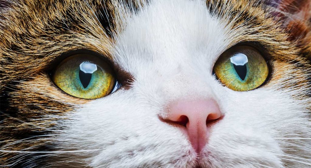 pin on cat - 8 types of cat eye colors and their rarity with pictures ...
