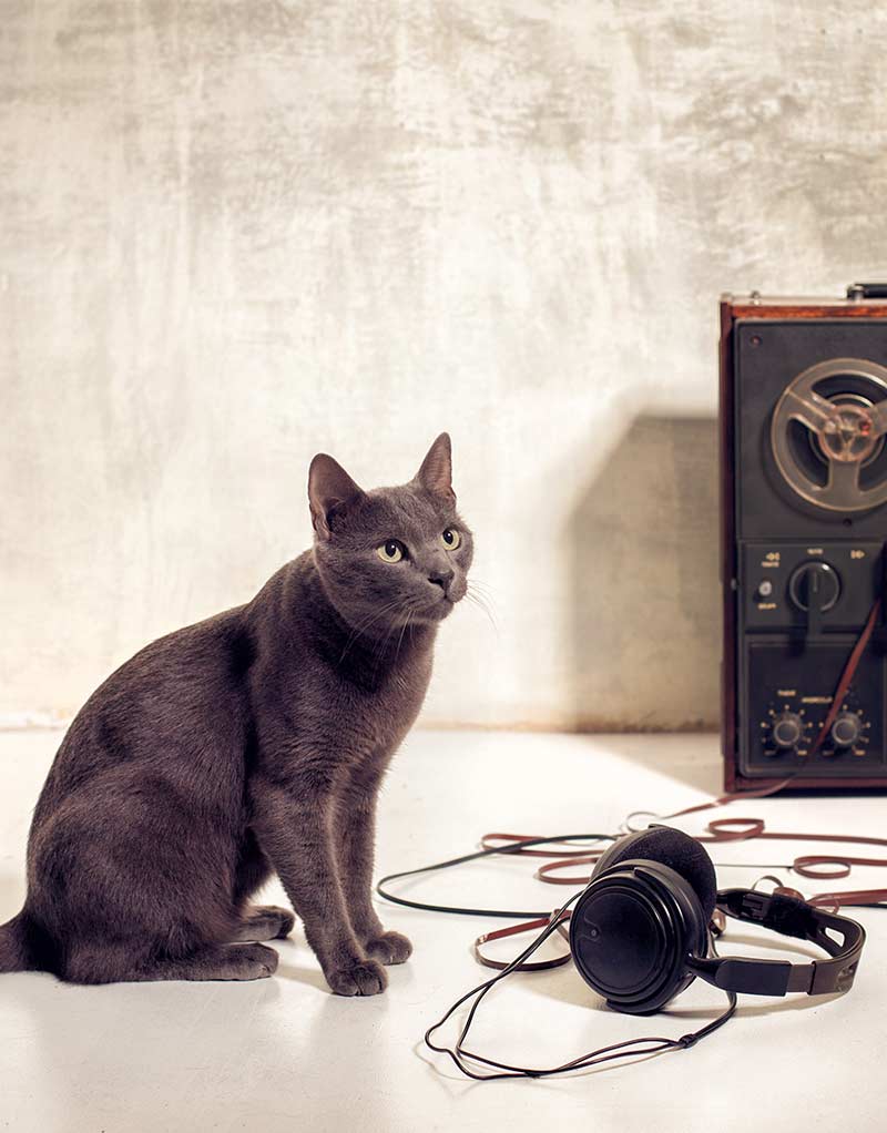 Do Cats Like Music? Tunes For Kitties To Get Down To!