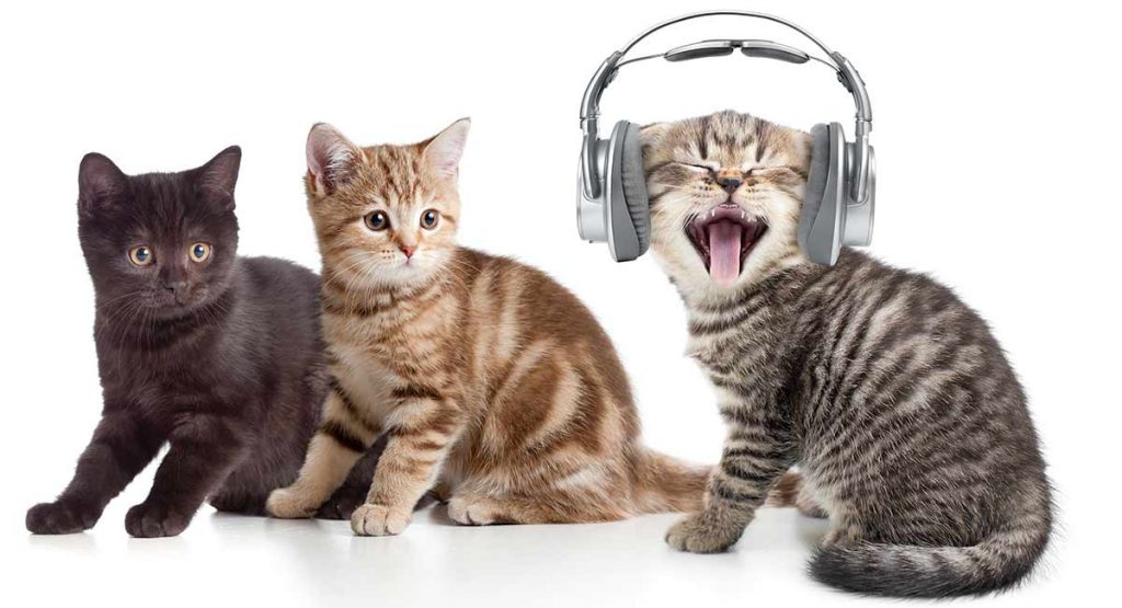  Do Cats Like Music Tunes For Kitties To Get Down To 