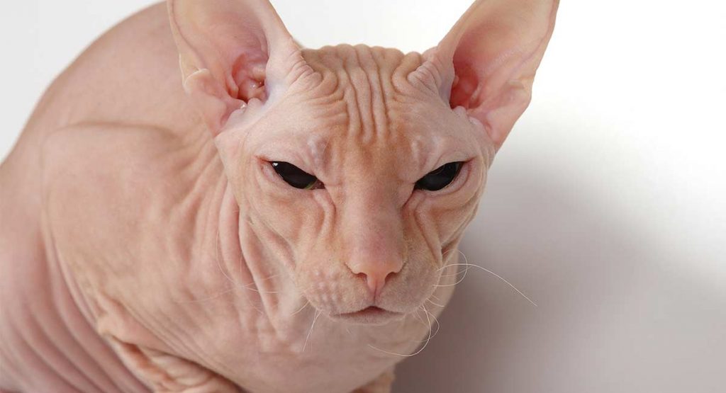 Donskoy Cat Breed Traits and Hairless Cat Care