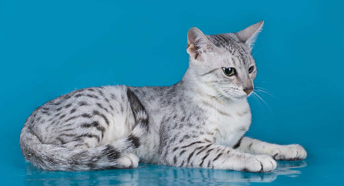 Egyptian Mau Colors - From Silver To 
