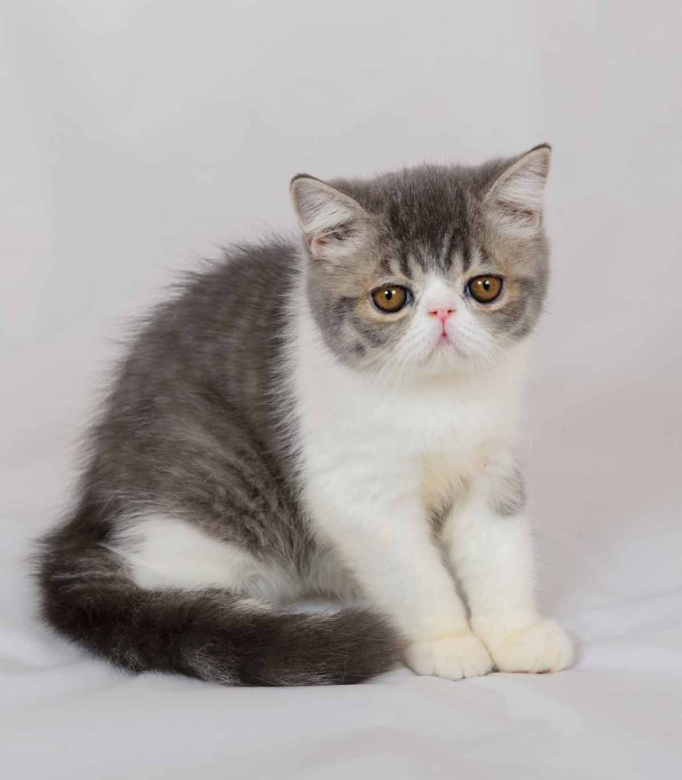 Exotic Shorthair Shedding And Grooming Requirements