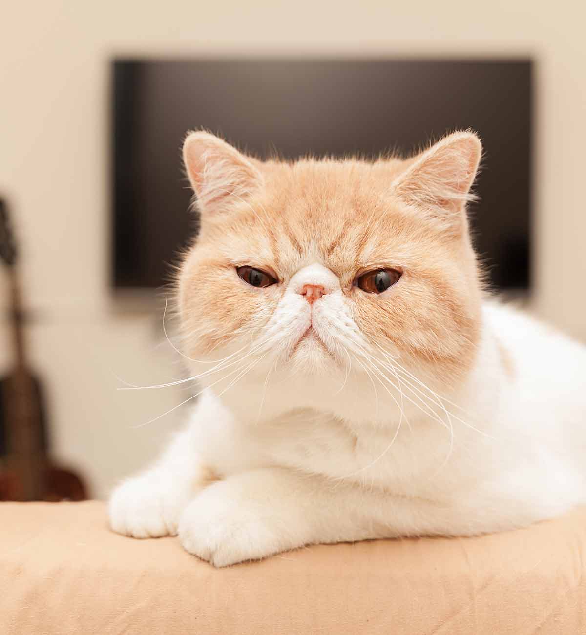 Exotic Shorthair Vs British Shorthair - Which Pet Is Best?