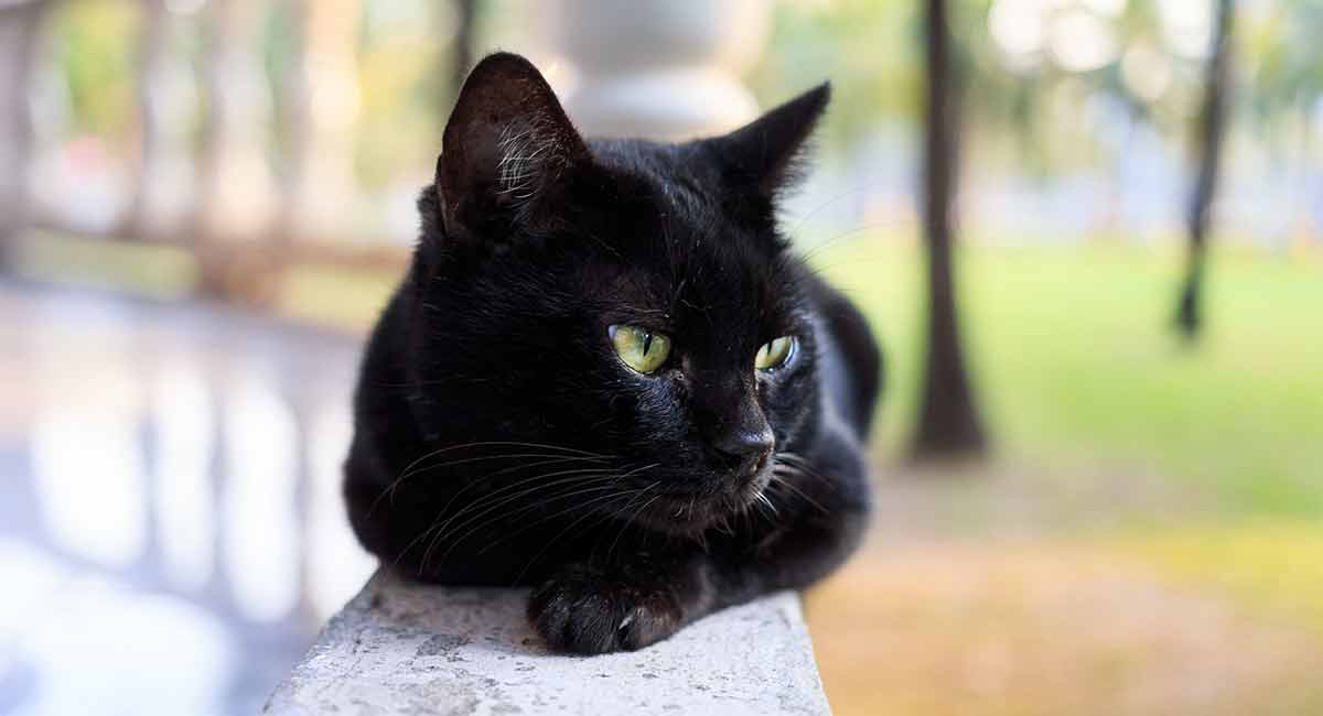 How Long Do Bombay Cats Live Predicting Life Expectancy