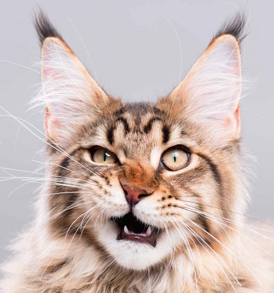 Choosing A Maine Coon Cat Tree - The Strongest and Most Stable Picks