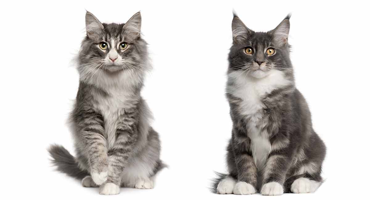 grey and white norwegian forest cat