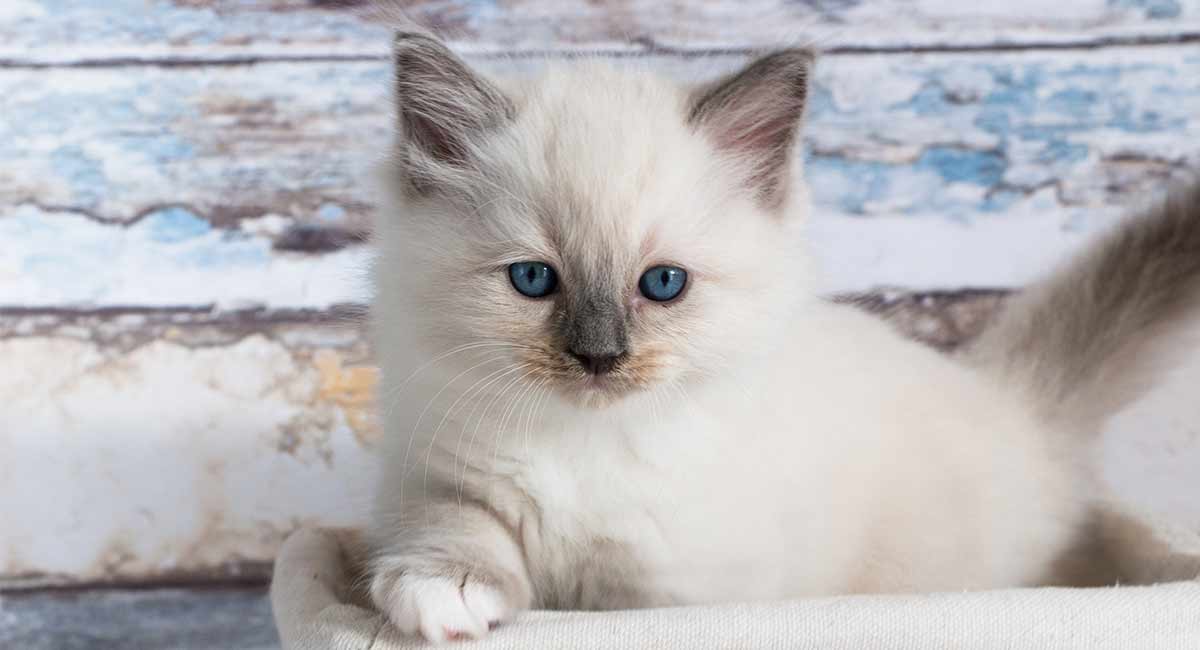 blue colorpoint ragdoll kitten