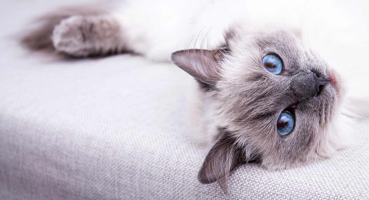 best toys for ragdoll cats