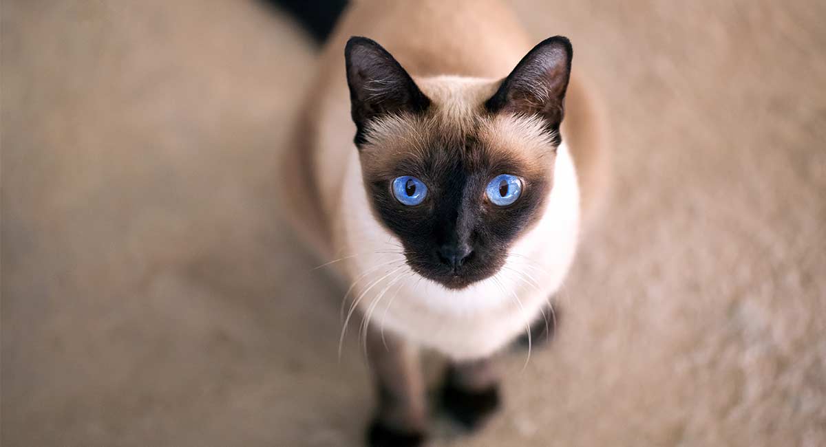 seal point siamese cats