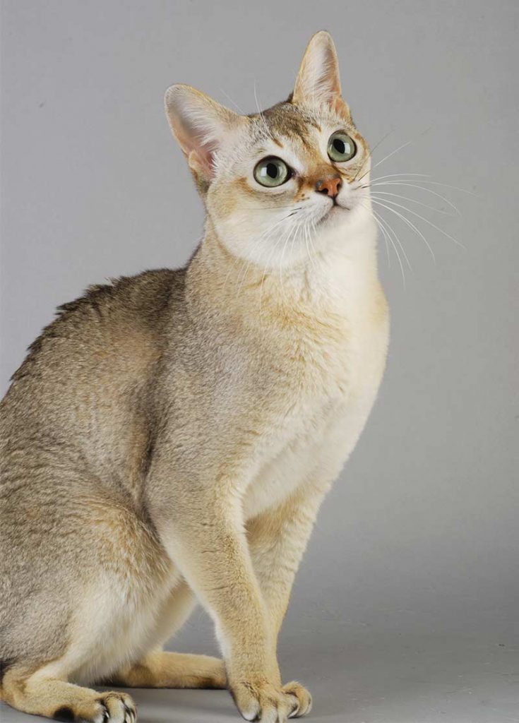 Singapura Cat - The World's Smallest And Friendliest Cat Breed?