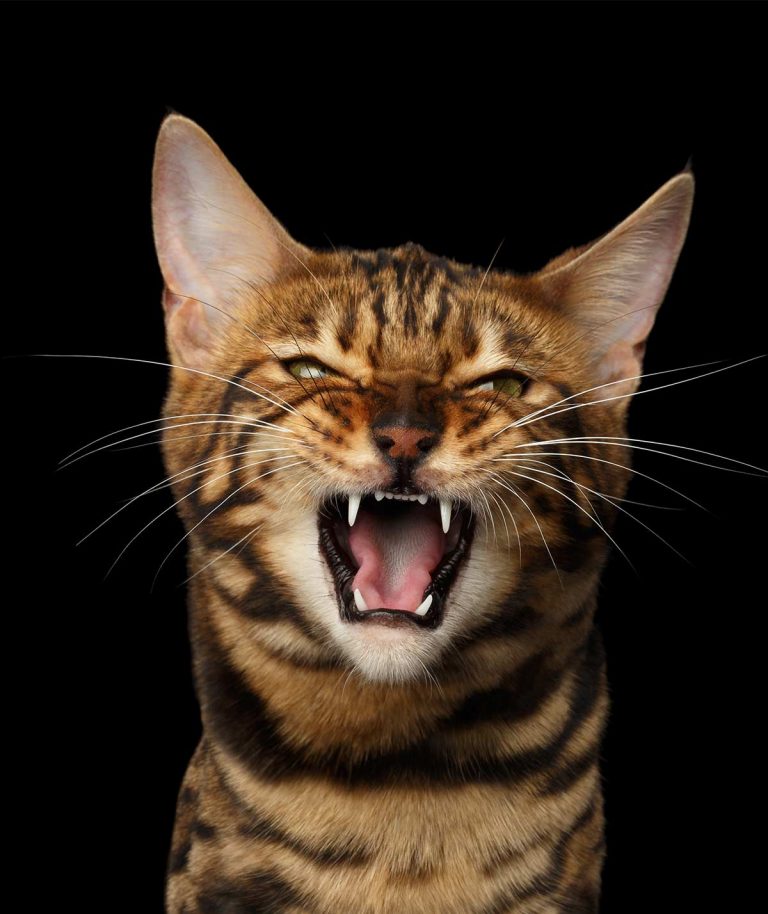 Why Do Cats Hiss: A Complete Guide to Cat Hissing