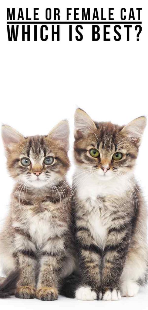 Male Or Female Cat - Which Pet Is Best? - The Happy Cat Site