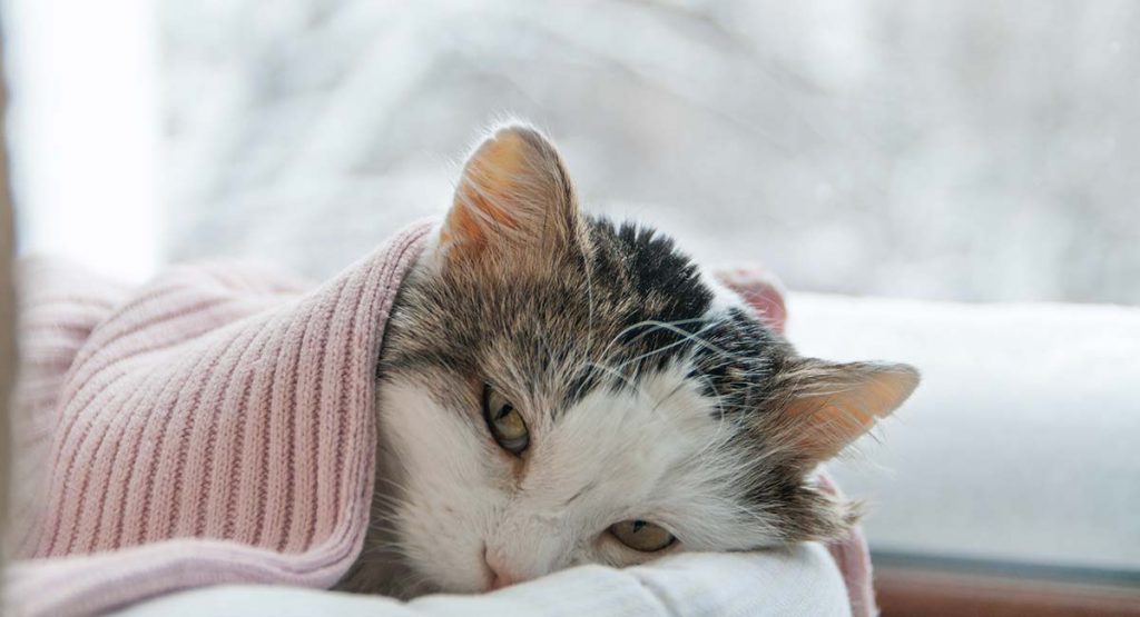 Can Cats Get Dry Skin