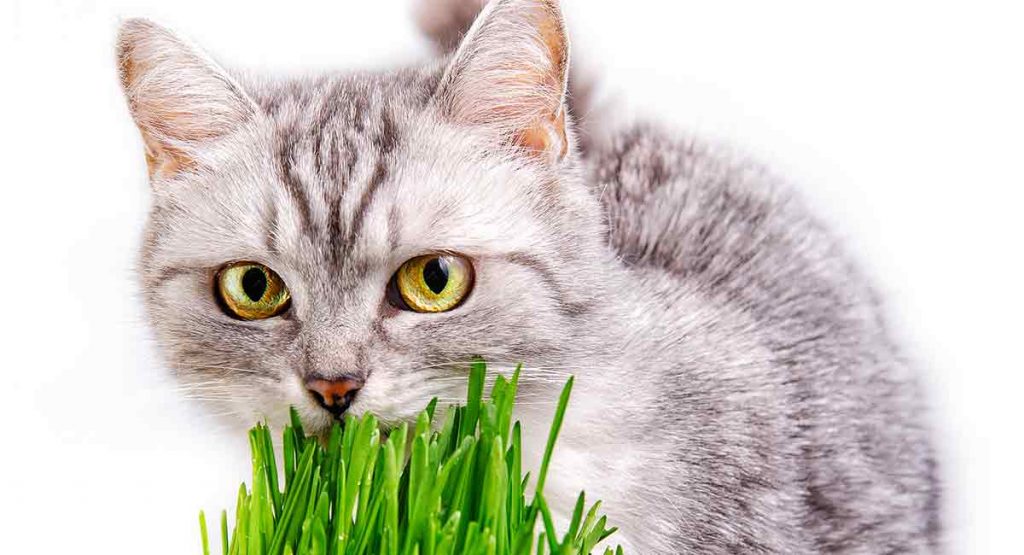 cat-eating-grass-what-does-it-mean-and-why-do-they-do-it