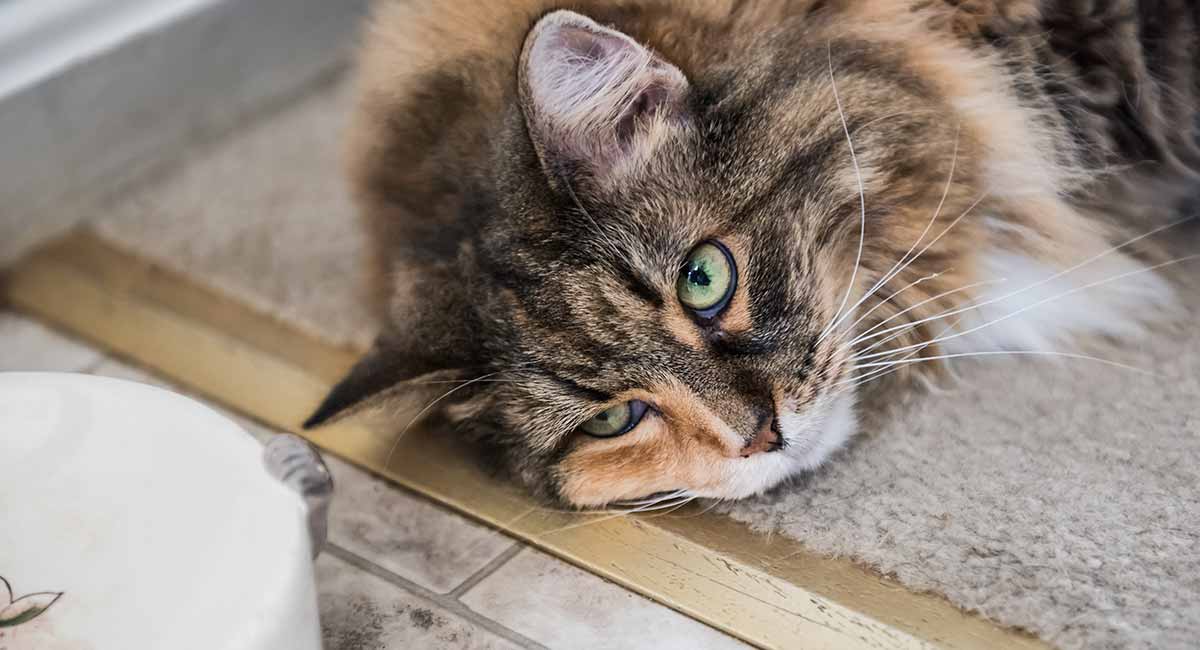 why-is-my-cat-not-eating-appetite-loss-in-cats