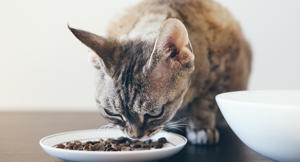 best-food-for-cats-with-kidney-disease