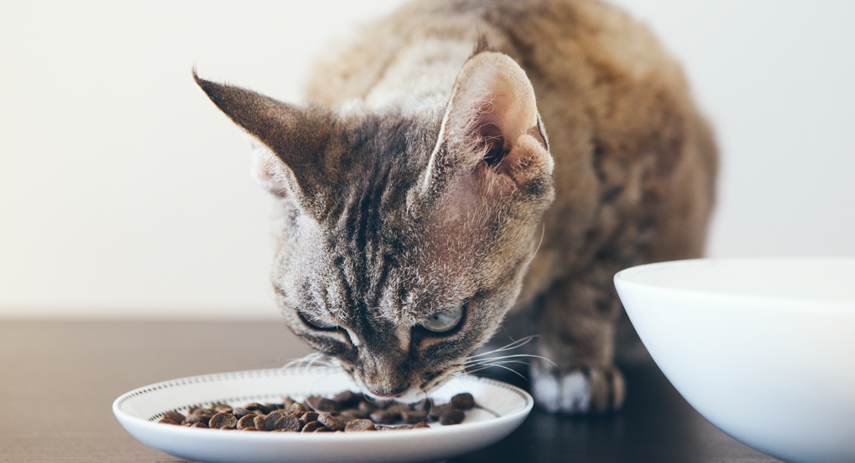 kd kidney diet for cats