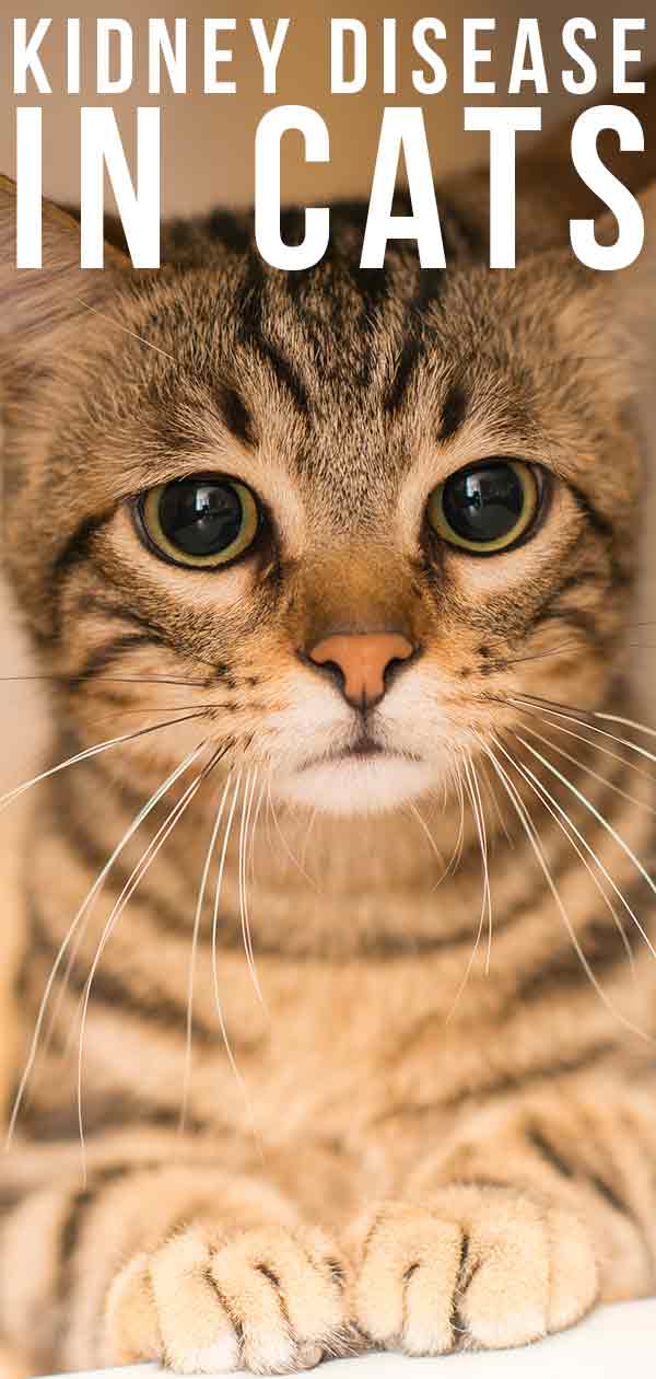 kidney-disease-in-cats-what-you-need-to-know