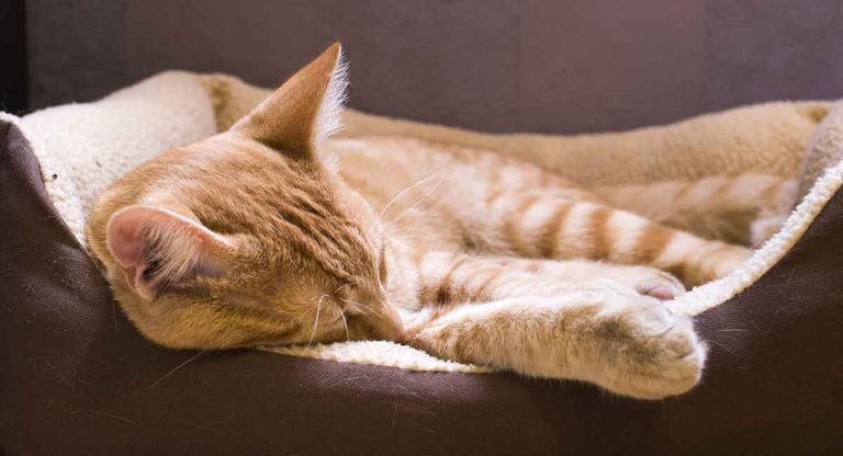 your-sick-cat-a-guide-to-common-cat-illnesses