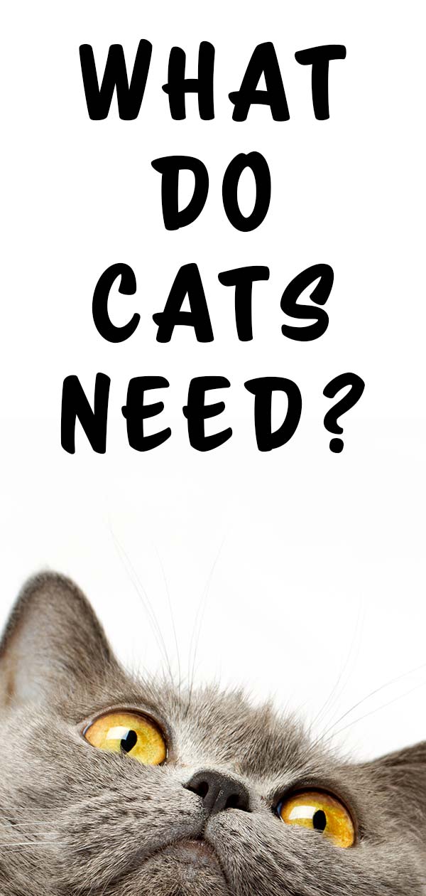 what-do-cats-need-your-top-10-kitty-essentials