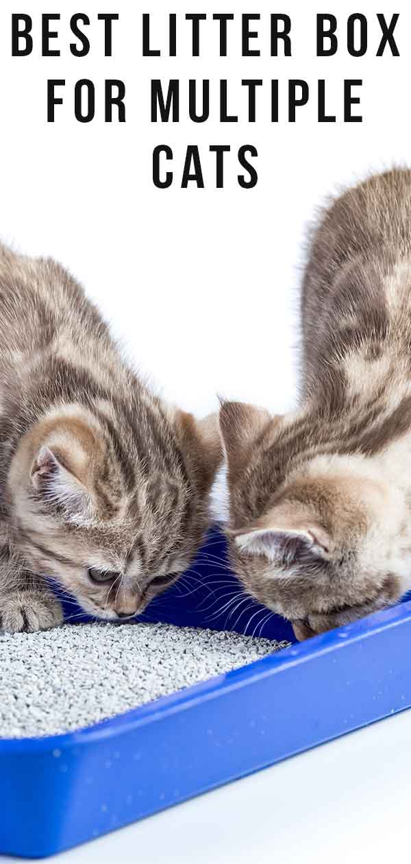 Best Litter Box For Multiple Cats That Want To Share