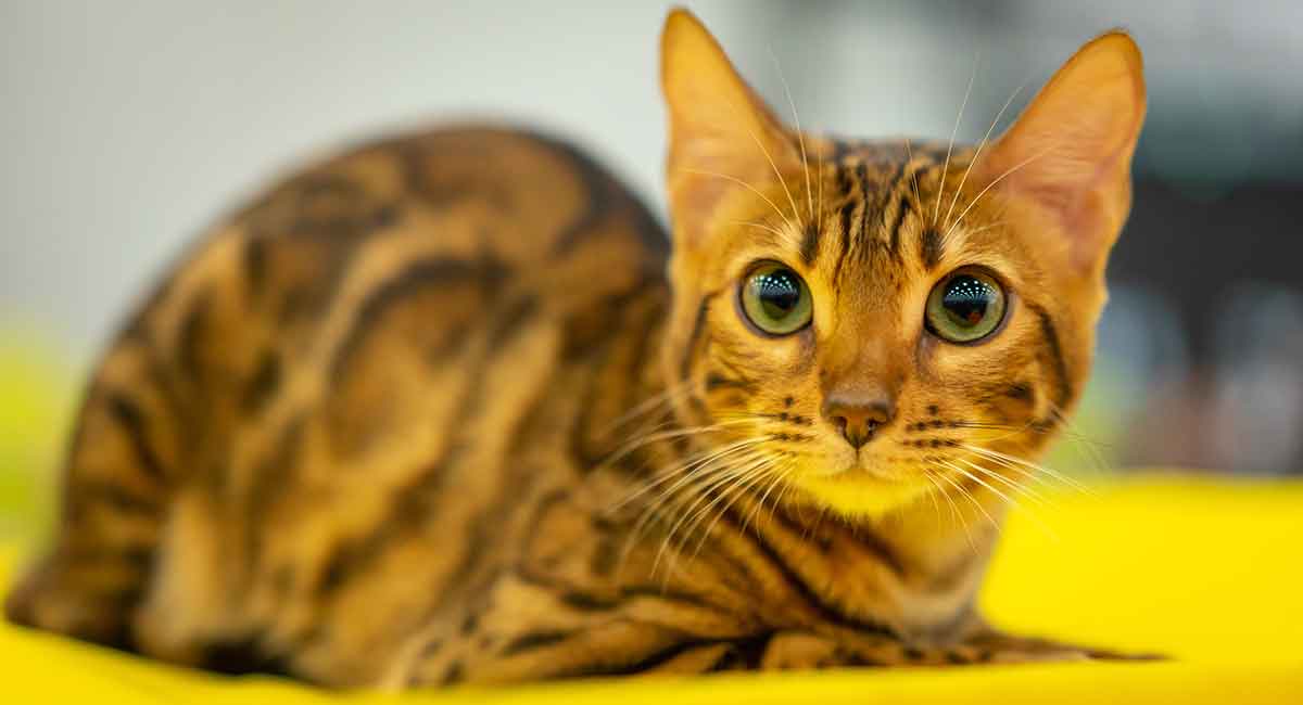 Savannah Cat Price - How Much Will This Cat Really Cost?