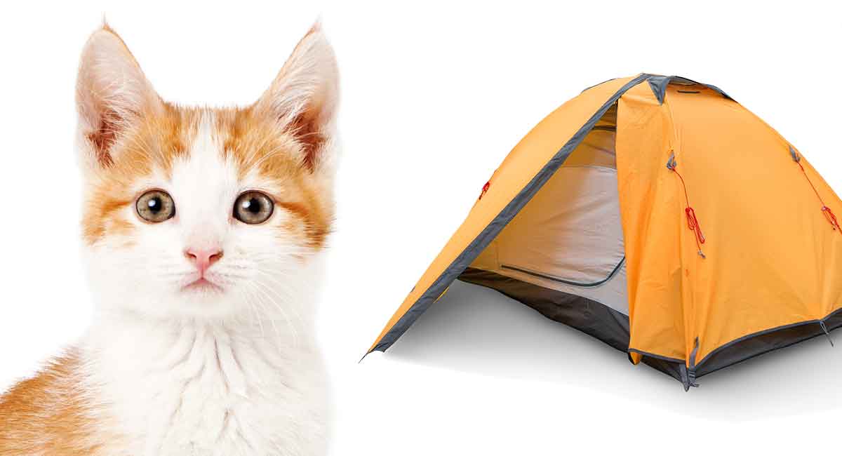 Choosing the Best Cat Tent For Your Cute Camping Kitty