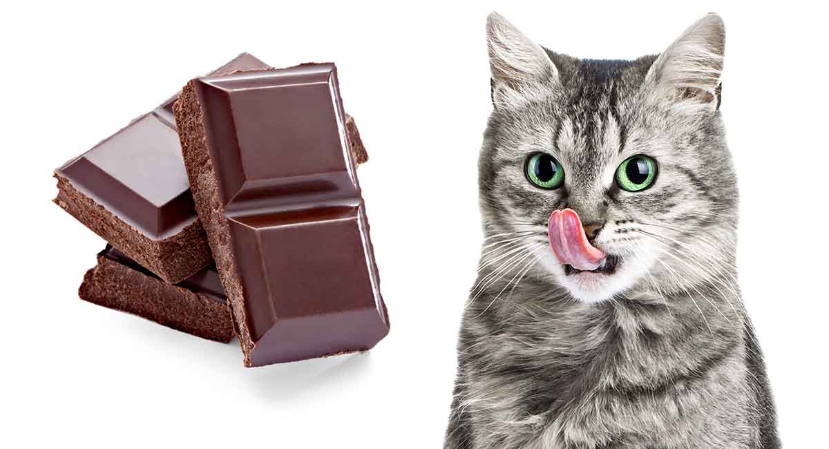 고양이는 초콜릿을 먹을 수 있습니다