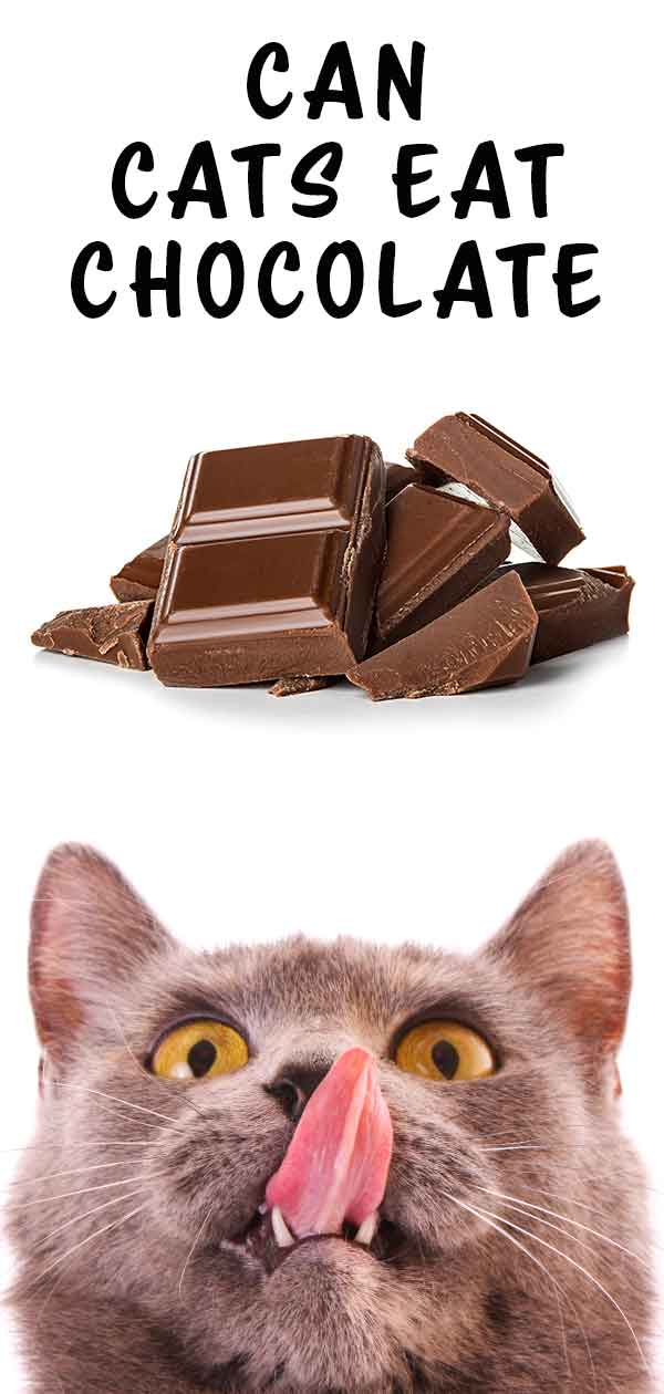 고양이가 초콜릿을 먹을 수 있습니까
