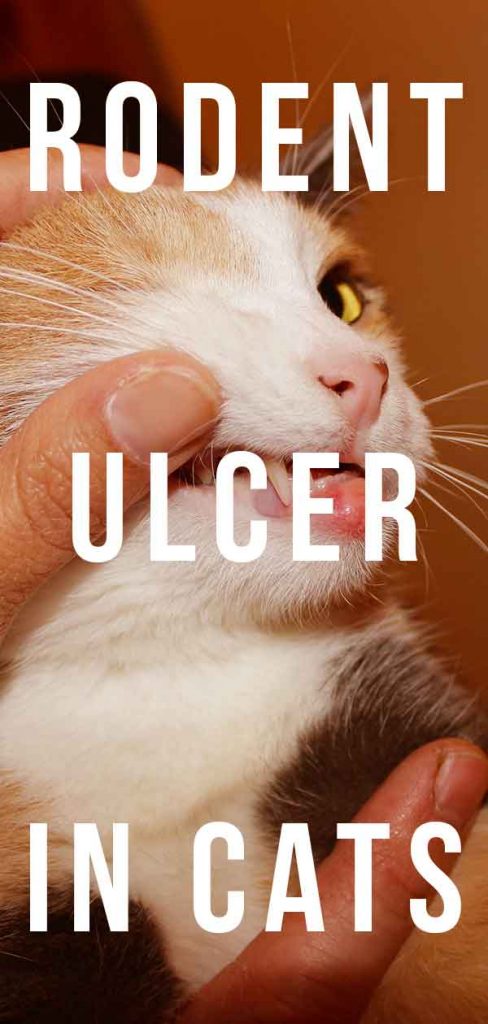 rodent-ulcers-in-cats