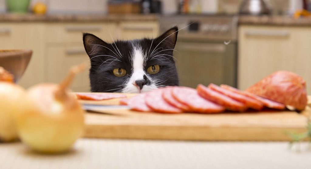best food for finicky cats