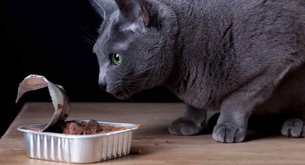 Best Canned Cat Food For Indoor Cats Health and Happiness