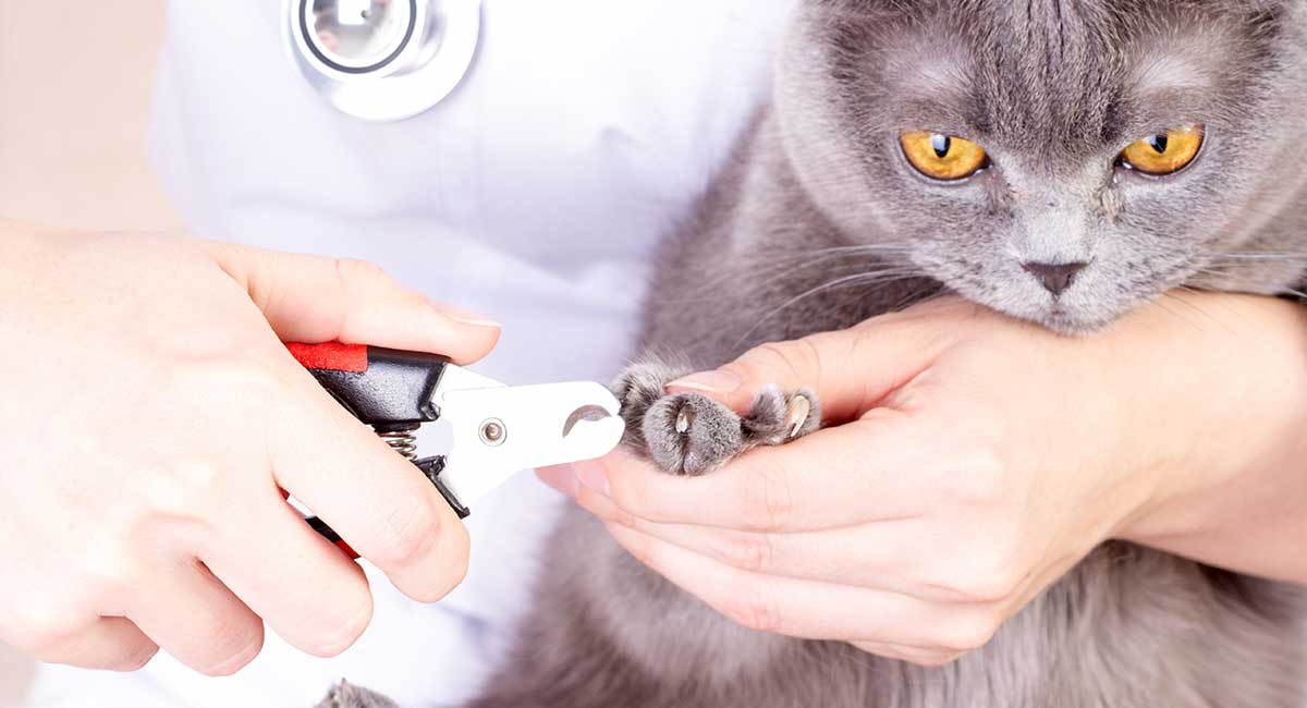 Best cat store nail clippers 2019