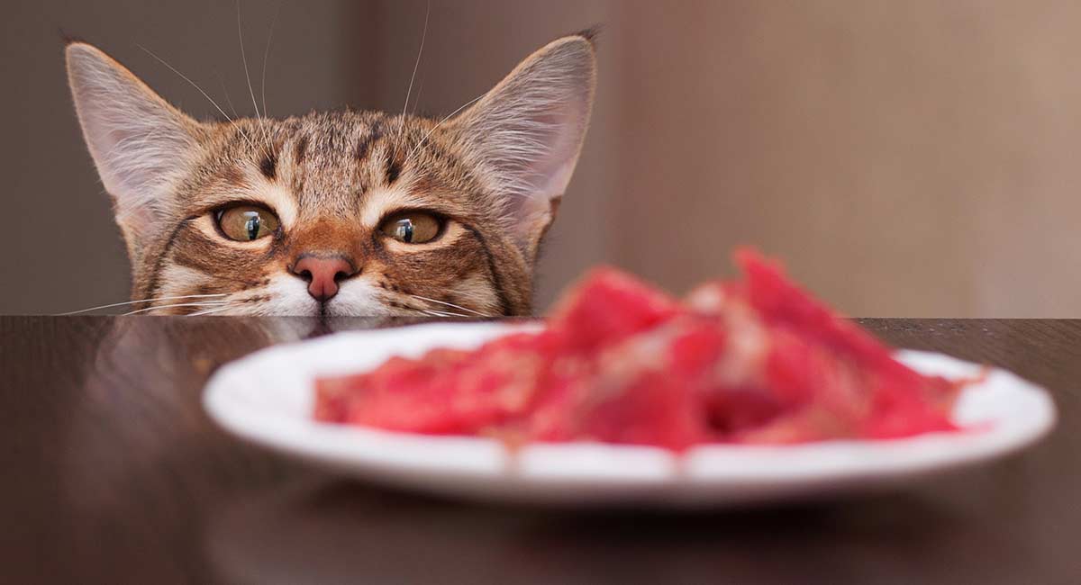 best-high-protein-dry-cat-food-choices-for-healthy-kitties