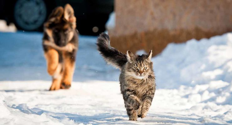 how-fast-can-a-cat-run-at-full-speed-and-on-average