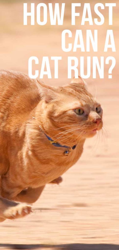 How Fast Can a Cat Run at Full Speed and on Average?