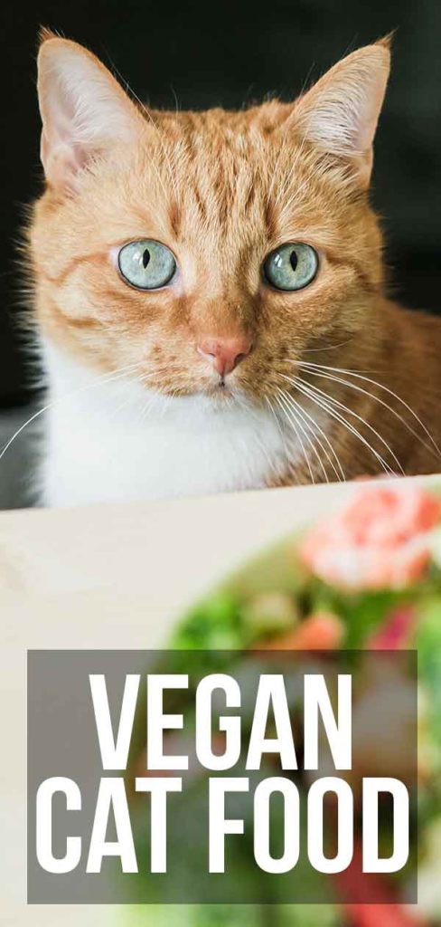 vegan-cat-food-can-you-feed-a-cat-a-meat-and-dairy-free-diet