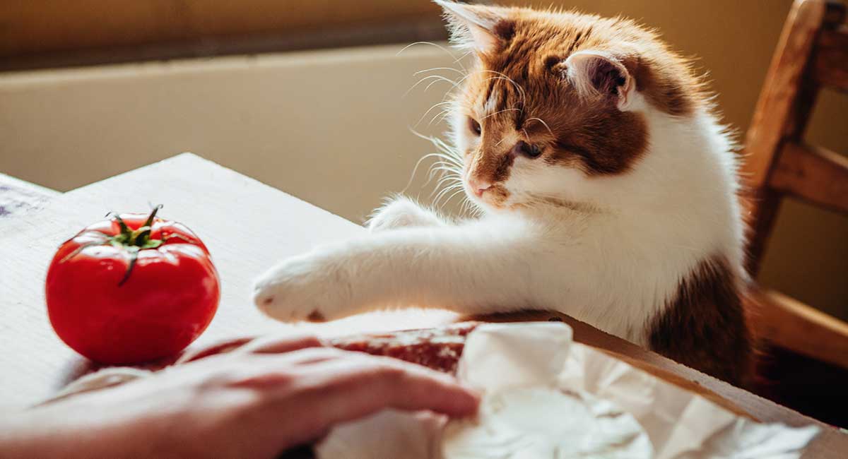 What Human Food Can Cats Eat Safely And Healthily 