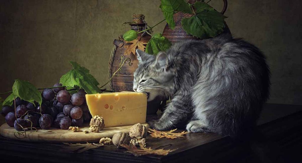 Can Cats Eat Cheese, Or Is Cheese Bad For Cats?