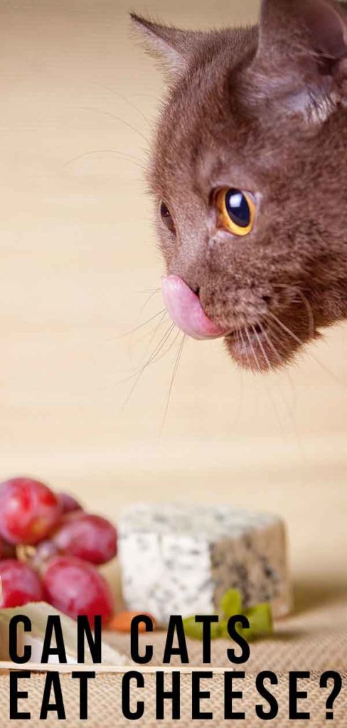 Can Cats Eat Cheese, Or Is Cheese Bad For Cats?