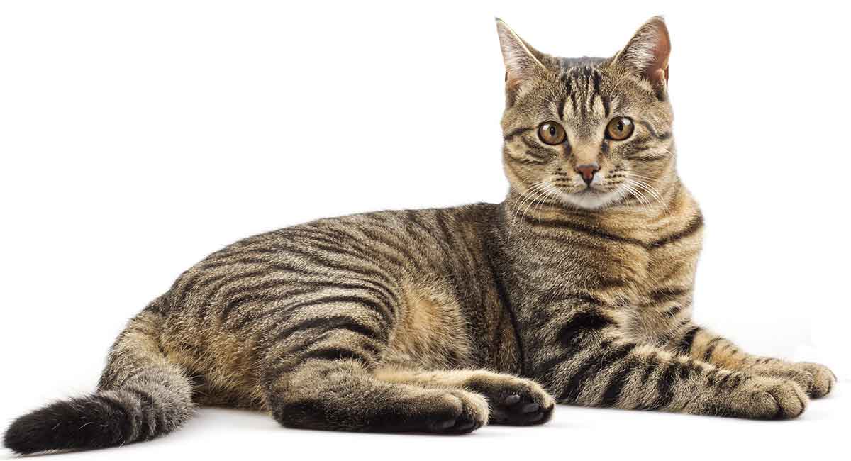 are all tabby cats male