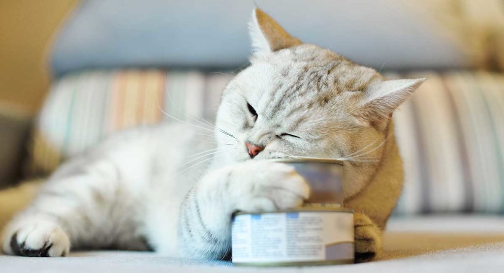 Best Canned Kitten Food For Your Tiny New Friend