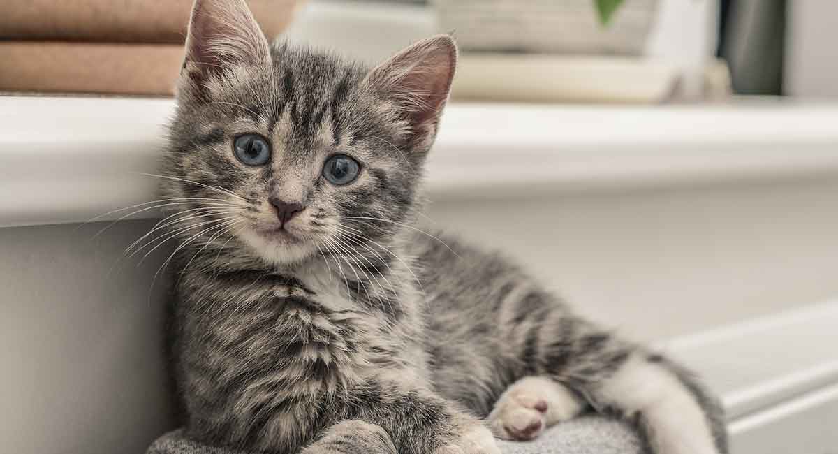 Grey Tabby Cat - Facts And Fun About 