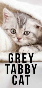 gray tabby cat life expectancy