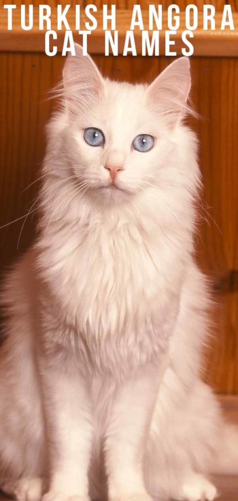 Turkish Angora Cat Names - 150 Ideas For Your White Beauty