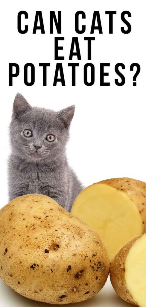 Can Cats Eat Potatoes Or Are They Better Left Alone?