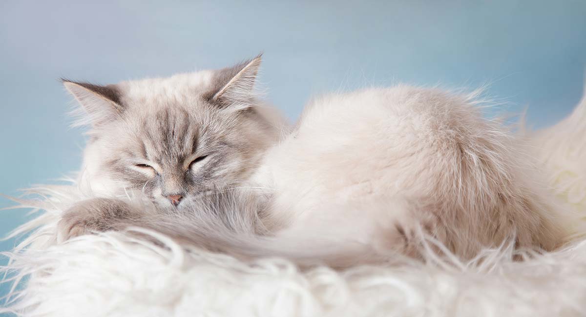 traditional persian cat for sale