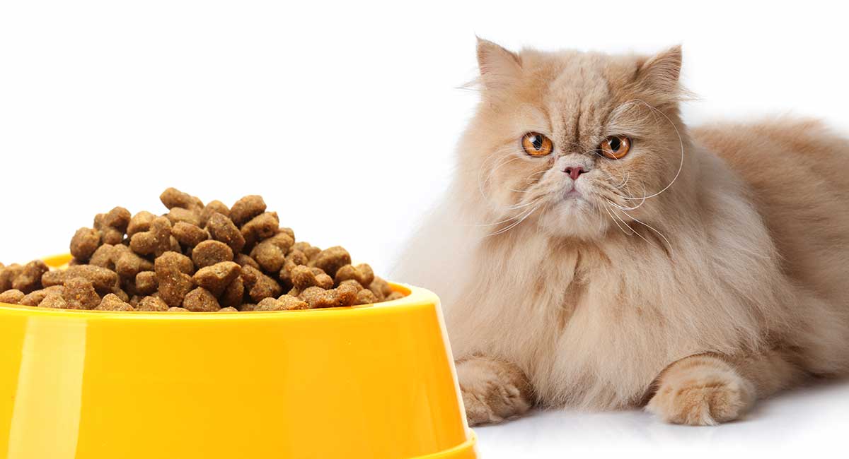 Feeding A Persian Cat - Your Complete 